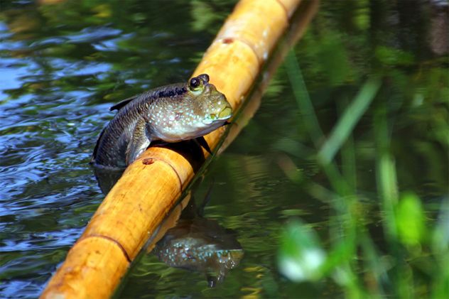 5- Mudskipper
