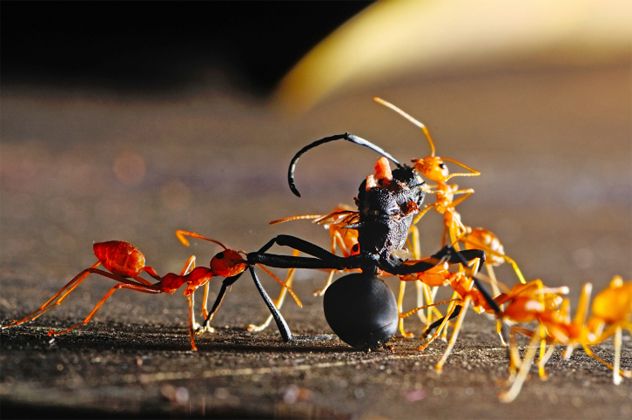 3- ants