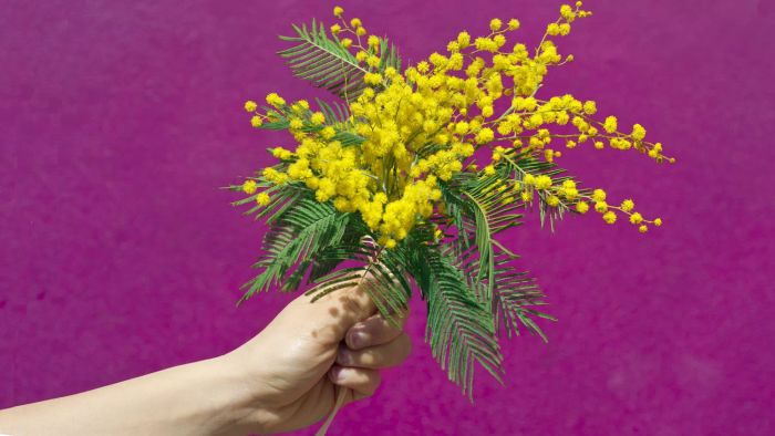History and Significance of International Women's Day Flowers