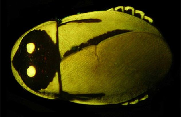 Glowing Cockroaches