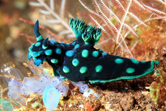 2- Sea Slug