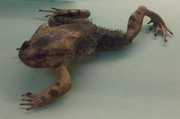 5- frog