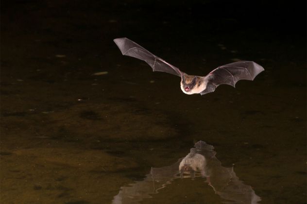 2- bat