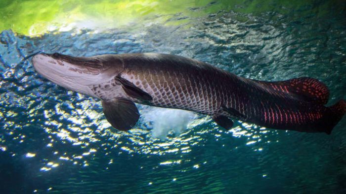 An arapaima poised to make waves in Florida.