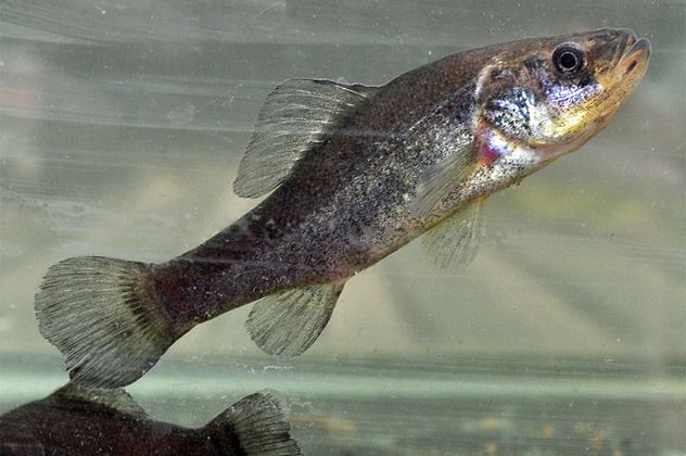 7- pirate perch