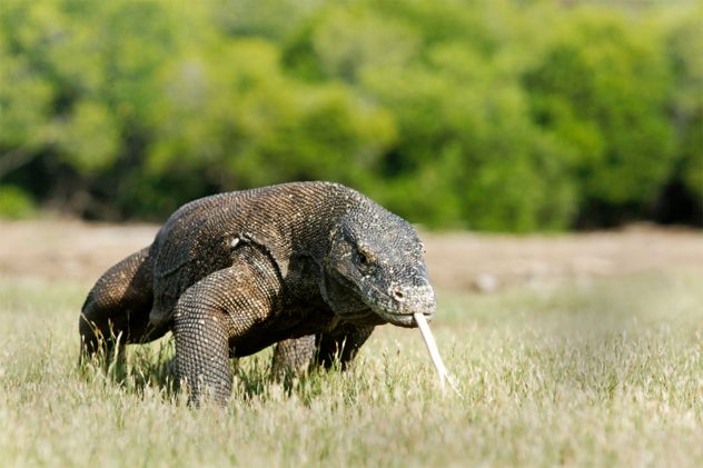 8- komodo