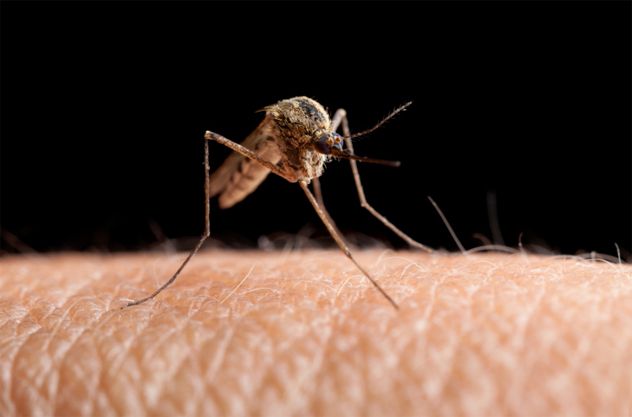 9- mosquito