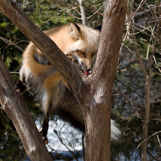 Red Fox _MG_7435