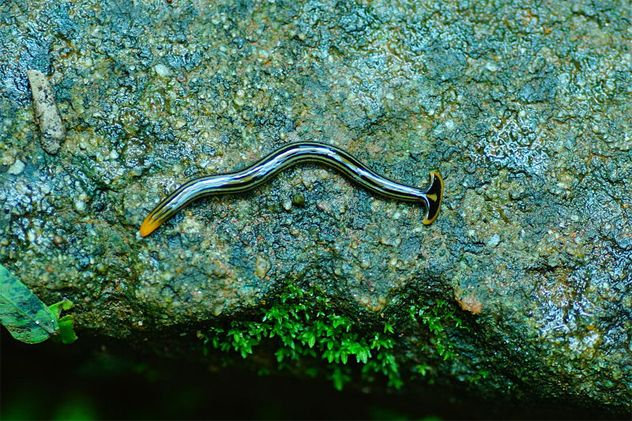 3- Planarian