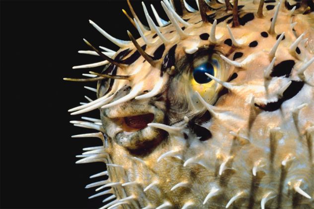 9- pufferfish