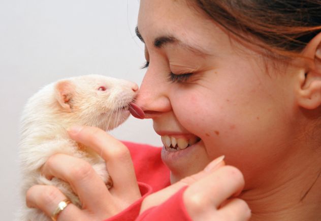 Ferrets may not be as low-maintenance as other small pets like hamsters or gerbils. Though they can stay in a cage for extended periods, they thrive on interaction and engagement. They are susceptible to certain health conditions, such as adrenal disease and intestinal blockages (resulting from their tendency to ingest things they shouldn't). Moreover, ferrets produce a pungent musky smell that may be bothersome to some individuals.
