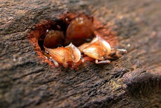 7- Turtle Ant