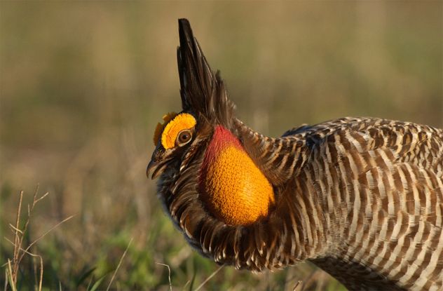 Greater Prairie Chicken
