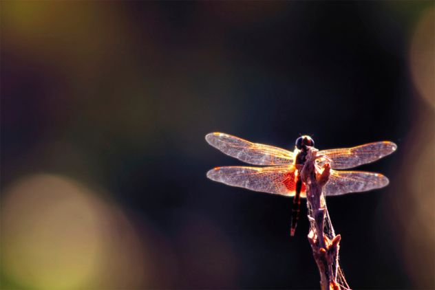 1 mayfly