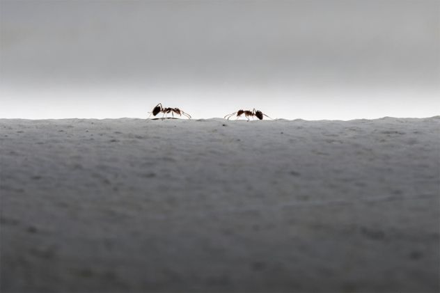 10. Ant Educator