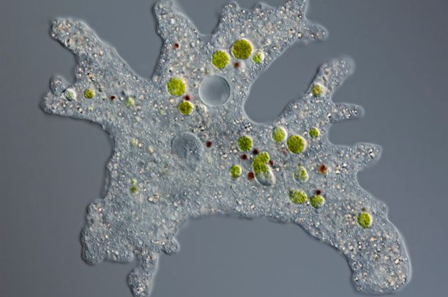 2- Amoeba