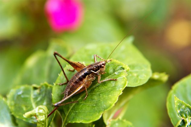 5 cricket