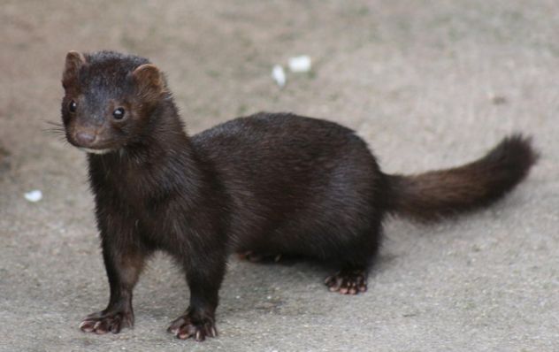 American Mink