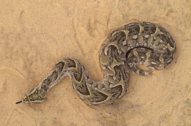 2- puff adder