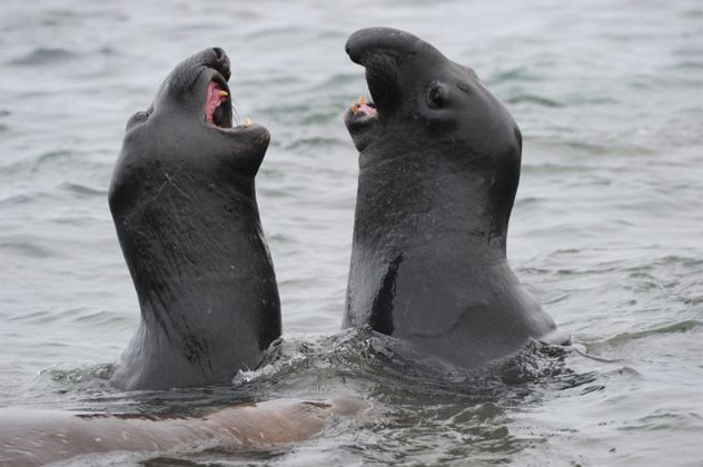 3- elephant seal
