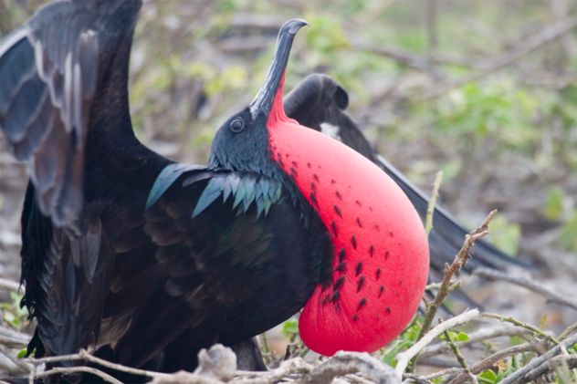 1- frigatebird