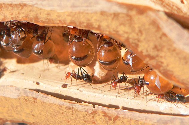 2- Honey[ot