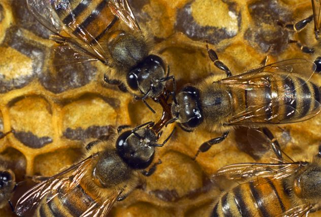 4 bees