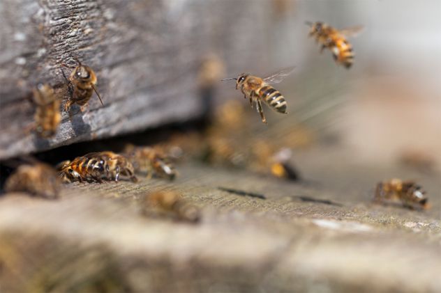 6- bees2