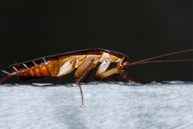 9. Roach