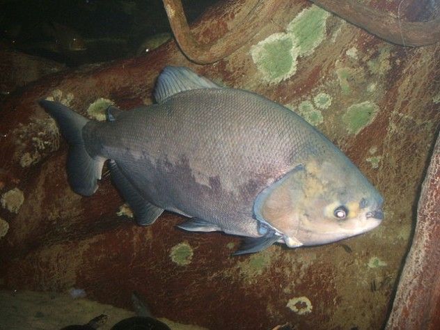 640px-Colossoma-brachypomus