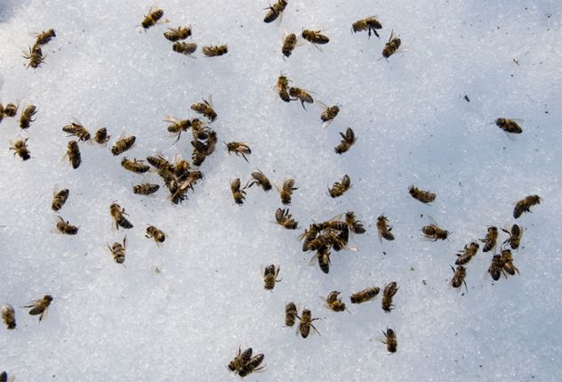 7. Bee Cocaine Experiment