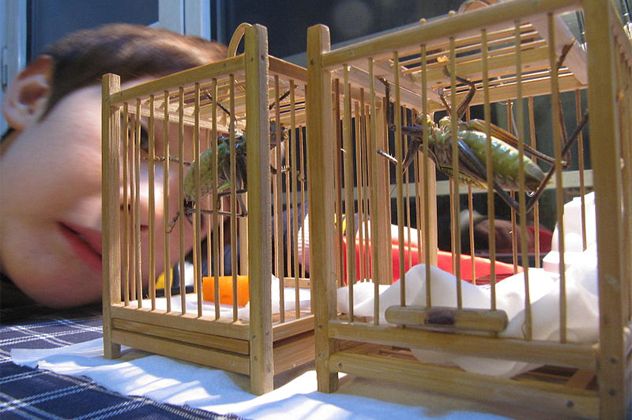 8. Fighting Crickets