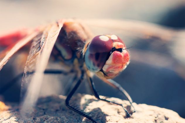 3- dragonfly