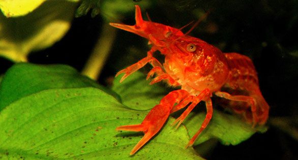 The Mexican Dwarf Crayfish, scientifically known as Cambarellus patzcuarensis, is a small, threatened species of crayfish endemic to Michoacán in Mexico. It is often kept in aquariums due to its small size and vibrant coloration. The species is listed as endangered on the IUCN Red List. :contentReference[oaicite:0]{index=0}