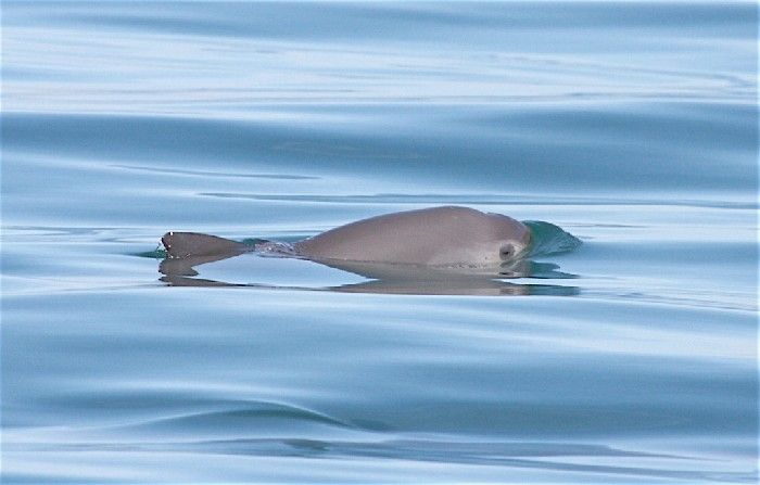 22553_vaquita-phocoena-sinus-in-the-gulf-of-california-mexico