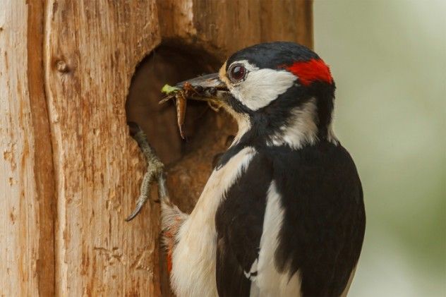 Woodpeckers, often depicted in popular culture, have a unique anatomy that enables them to extract prey from tree trunks. Their tongues are exceptionally long, extending from the front of the skull, wrapping around the back, and entering through the bill. This adaptation allows them to reach deep into tree cavities to capture insects.