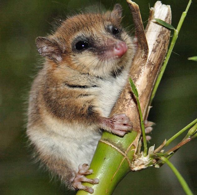 5_Monito_del_Mont_e_ps6