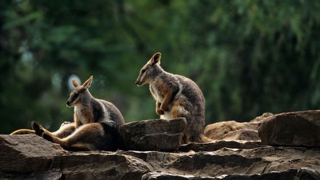 For a visual exploration of the wallabies on Loch Lomond's Inchconnachan Island, you might find this video informative.