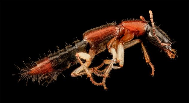 7- Beetle