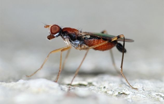 8- Flies