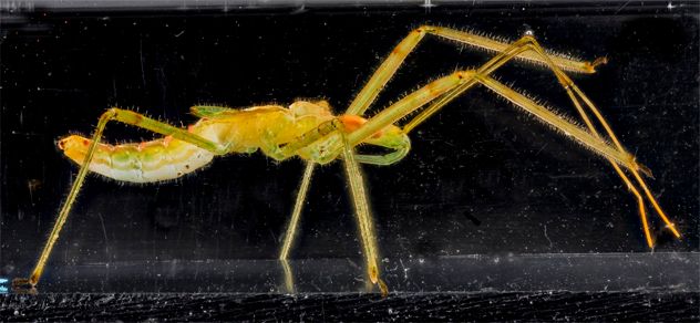 6- Hemiptera