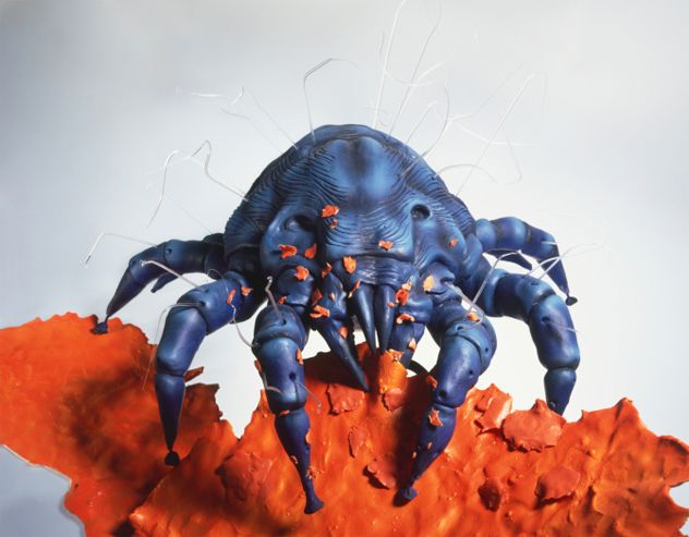 5- Mite