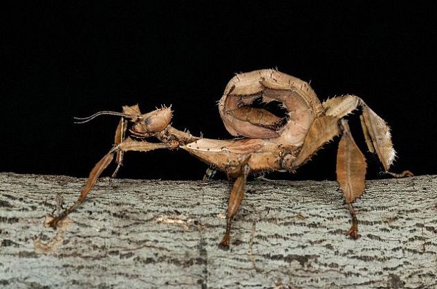 Australian_Walking_Stick