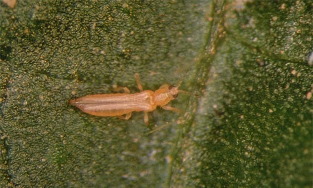 2- Thrips