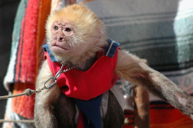 Organ grinder's monkey