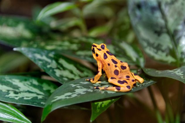 4- Golden Frog