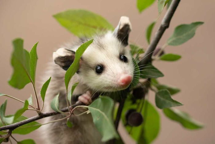 Opossum in Minnesota