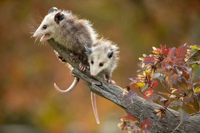 Virginia Opossum young or babies on branch with fall leaves.