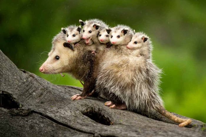 Opossum and Babies