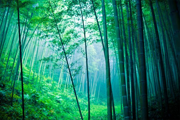 3- Bamboo